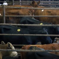 Cows stand in a holding area after being sold at auction at the Kentucky-Tennessee Livestock Market in Cross Plains, Tennessee, on Monday. | BLOOMBERG