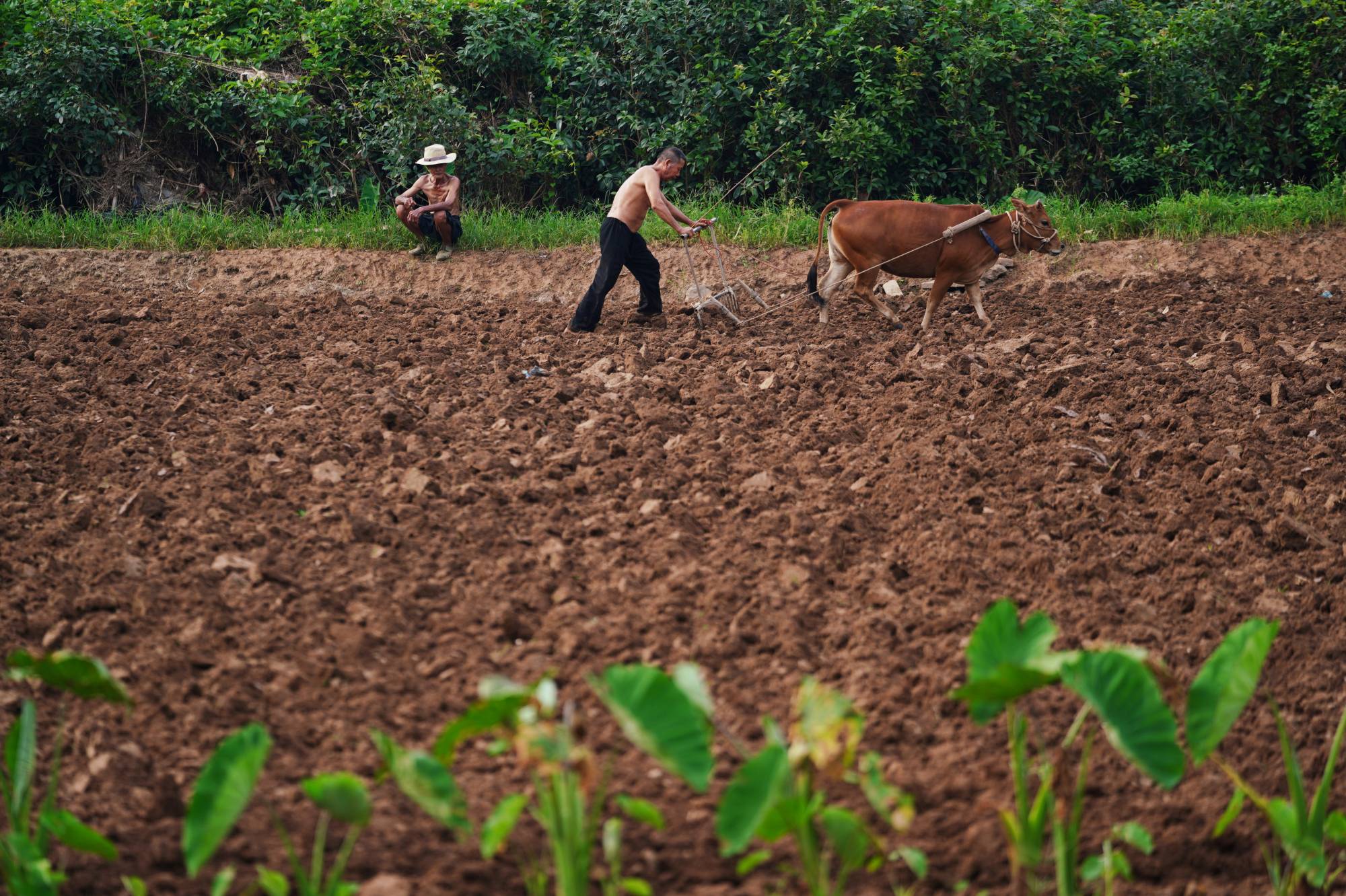 A farmer plows a field last week in Yangshuo county, China. | Reuters