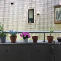 Urban greenery: The author’s concrete balcony is now home to a selection of colorful potted flowers. | REBECCA SAUNDERS