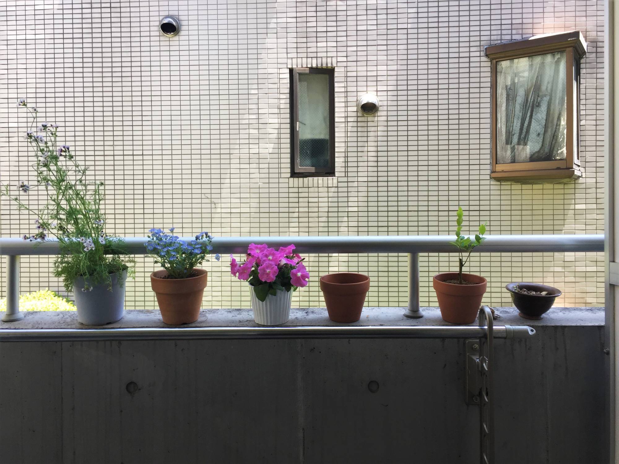 Urban greenery: The author’s concrete balcony is now home to a selection of colorful potted flowers. | Rebecca Saunders