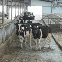 Because of its large population, China is already second to the U.S. in dairy sales and is forecast to take the top spot by 2022. It’s also the third-largest producer of cow’s milk. | REUTERS