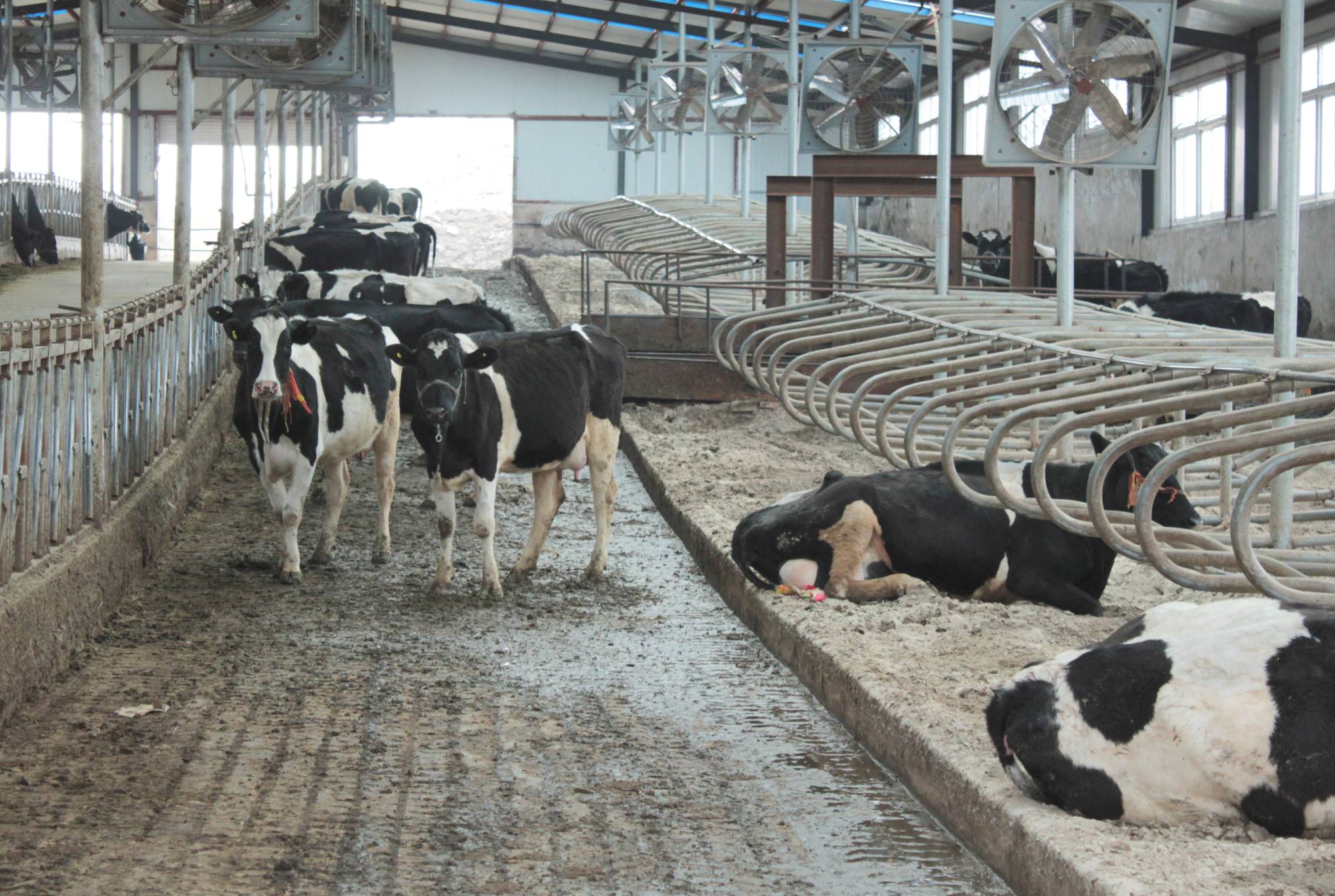 Because of its large population, China is already second to the U.S. in dairy sales and is forecast to take the top spot by 2022. It’s also the third-largest producer of cow’s milk. | REUTERS