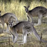 Some 143 million mammals, 2.46 billion reptiles, 180 million birds and 51 million frogs were killed or impacted by Australia\'s worst bushfires in decades, the WWF said. | AP