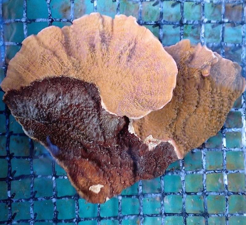 Encrusting pore coral is one of the varieties that has been damaged by a coral-killing sponge. | COURTESY OF HIDEYUKI YAMASHIRO / VIA THE OKINAWA TIMES