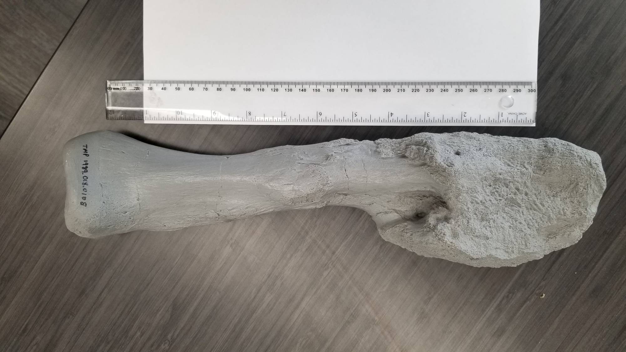 A cast of the fibula — lower leg bone — from Centrosaurus apertus, a horned dinosaur that lived 76 million years ago in the Canadian province of Alberta,  is seen disfigured by aggressive malignant bone cancer in this image released on Monday. |  M. CROWTHER / VIA REUTERS