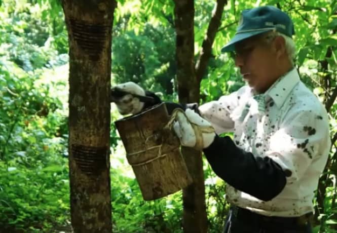 <em/>Urushi<em> (lacquer) sap is collected by cutting notches in the bark or urushi trees. Joboji Urushi Workshop Co. in Iwate Prefecture is promoting Japan’s urushi tradition.</em> | JOBOJI URUSHI WORKSHOP CO.