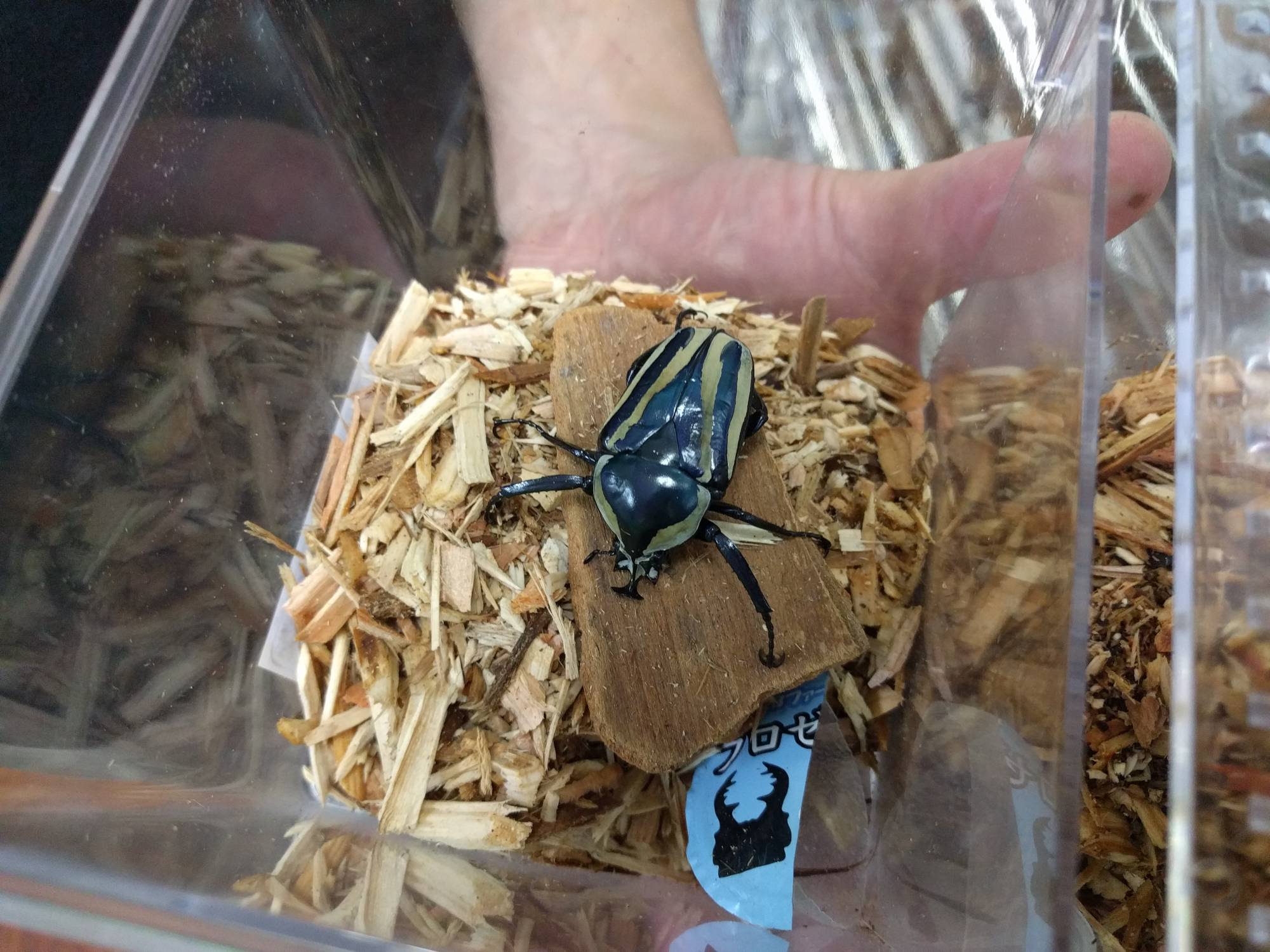 Pet beetles store
