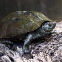 A rare horned Chinese pond turtle is seen in this photo taken at iZoo in Kawazu, Shizuoka Prefecture, on Saturday. | KYODO