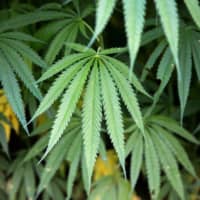Deputy Prime Minister and Health Minister Anutin Charnvirakul has bet that the controlled legalization of marijuana will boost the wellness, travel and agriculture sectors. | BLOOMBERG