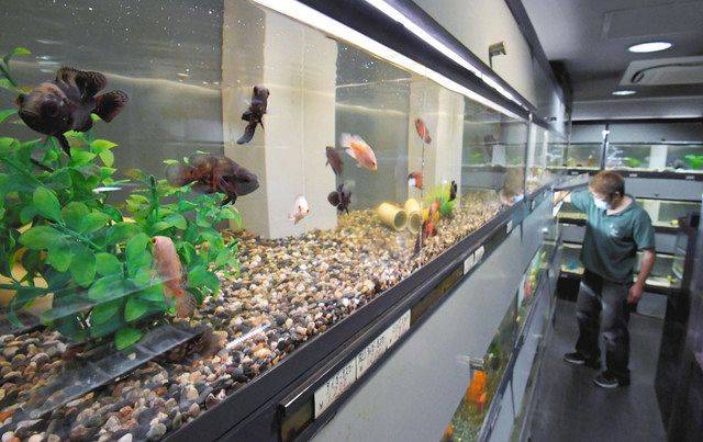 Aquarium and fish outlet shop near me