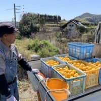 Fumiaki Shiratori, agriculture division manager of Setouchi Jam’s Garden, harvests lemons at the jam maker’s orchard on Suo Oshima island. | SETOUCHI JAM’S GARDEN