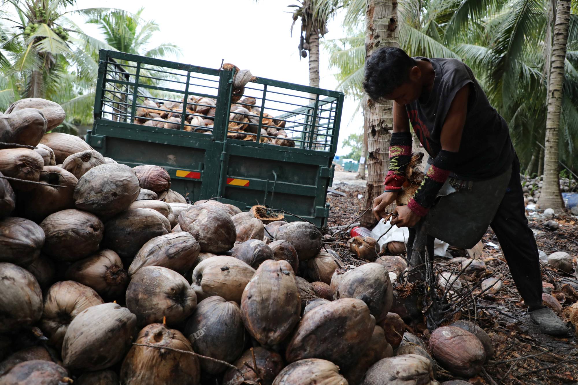 Coconut oil, as opposed to palm oil, has been increasing in popularity as a healthy superfood with fewer cultivation concerns.  | REUTERS