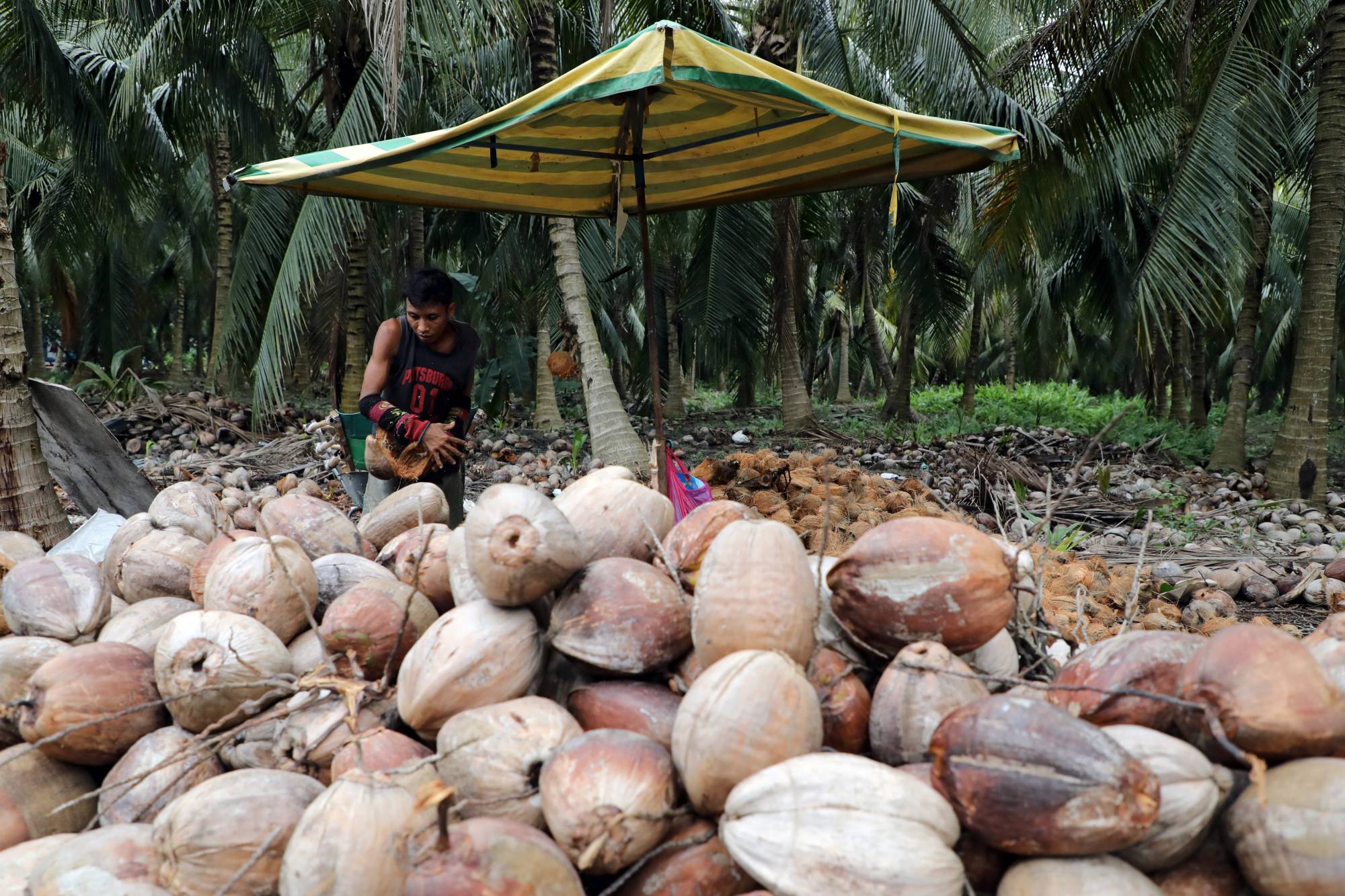 Coconut and palm oil industries at loggerheads over environmental impact -  The Japan Times