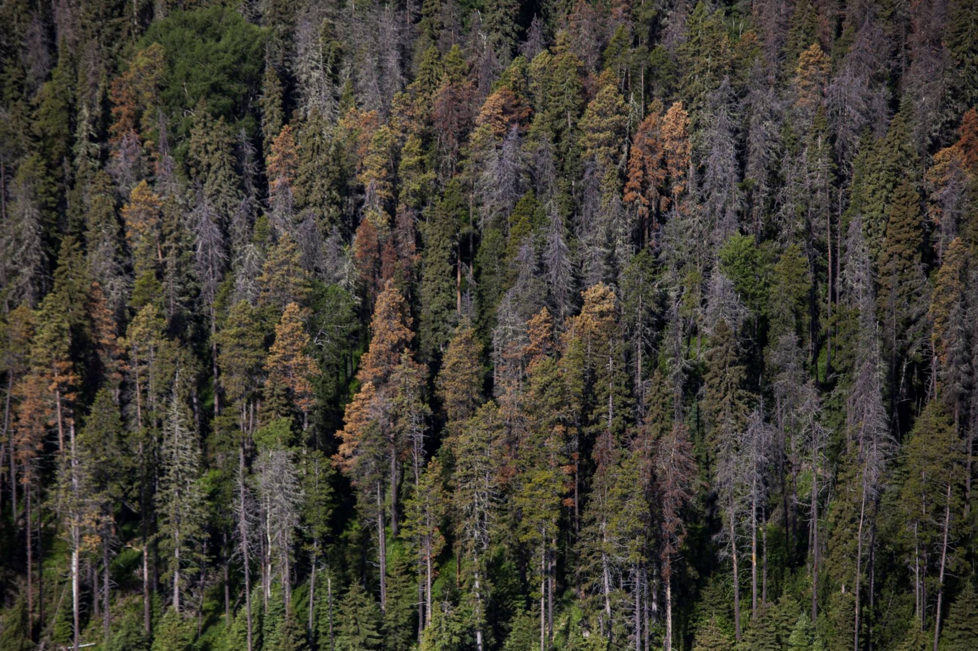 Dead and dying pine trees, infested by mountain pine beetles, stand in a forest near Whitecourt, Alberta, Canada, in 2015. | BLOOMBERG