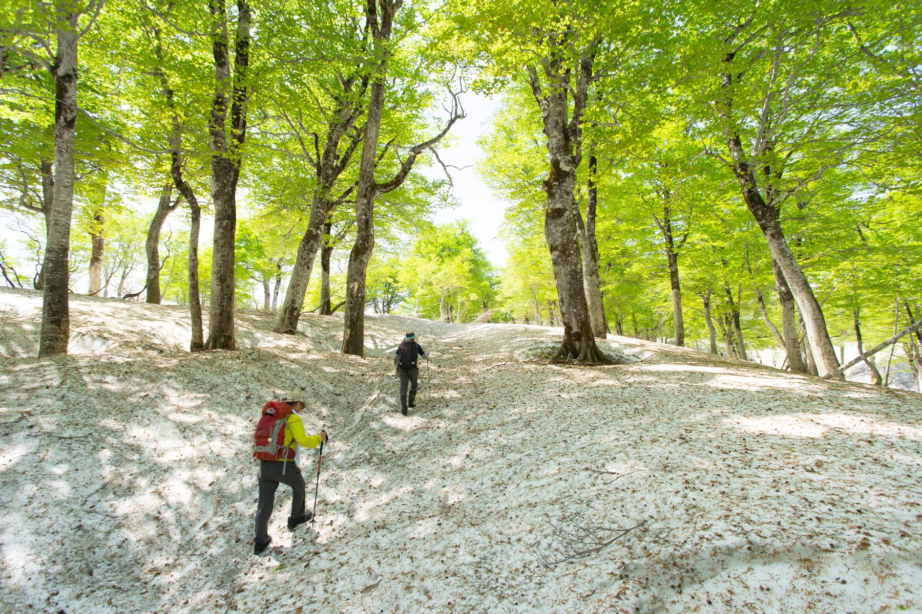 Hiking in light snow on Mount Yudono in Yamagata Prefecture in spring. | COURTESY OF DEREK YAMASHITA 