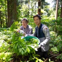 Harvesting wild vegetables on Mount Haguro in Yamagata Prefecture. | COURTESY OF DEREK YAMASHITA
