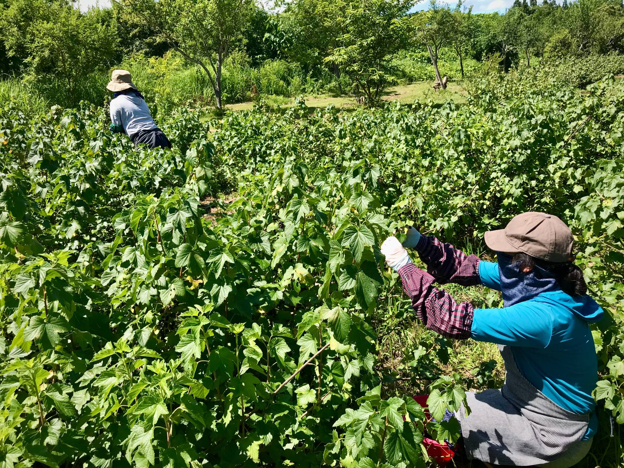 A dicey affair: The window to harvest blackcurrants is short — usually the first two weeks of July — and easily derailed by inclement weather.  | COURTESY OF KENJI HAYASHI