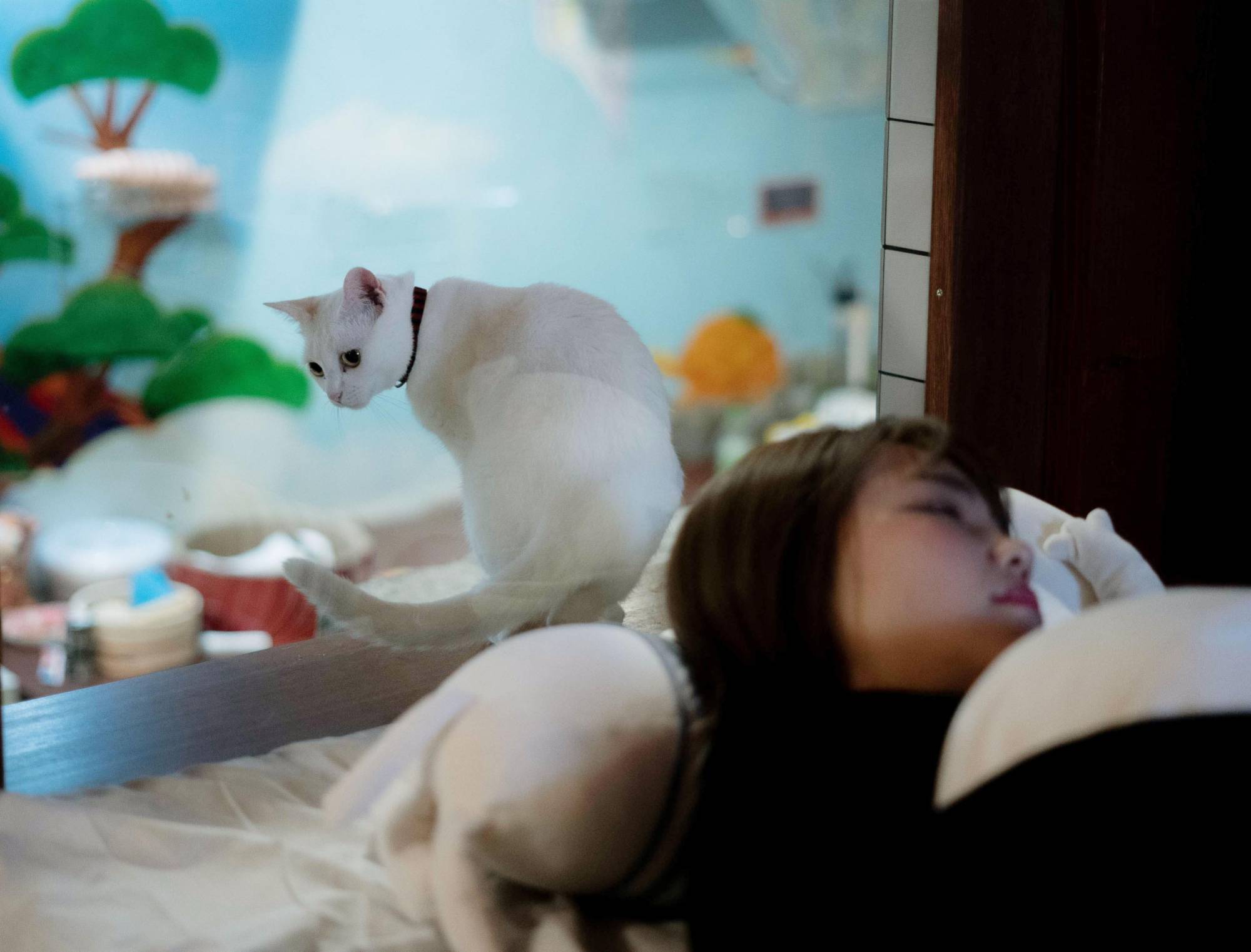 A window next to their bed enables guests of the hostel to fall asleep while gazing at its resident cats. | KYODO
