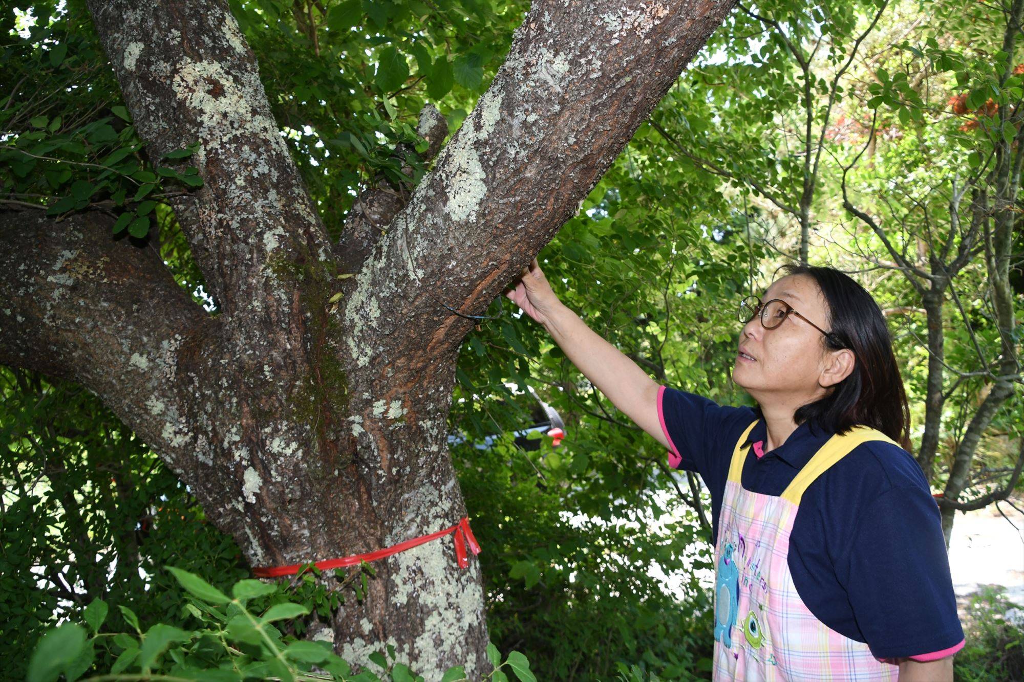 Keiko Shigihara used to make pickles out of flower petals from a cherry tree at her former home in Fukushima Prefecture. | FUKUSHIMA MINPO