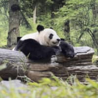 Shin Shin the giant panda relaxes in a new panda enclosure at Ueno zoo in Tokyo on Tuesday. | UENO ZOOLOGICAL GARDENS / VIA KYODO