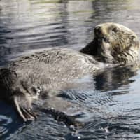 Rasuka, Japan\'s oldest sea otter in captivity, seen in this file photo, has died at 25 years old — equivalent to 100 human years. | NOTOJIMA AQUARIUM / VIA KYODO