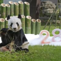 Giant panda Eimei celebrates his 28th birthday at the Adventure World zoo in Shirahama, Wakayama Prefecture, on Monday. | KYODO