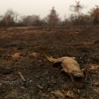 A dead caiman in a burned area of the Pantanal | REUTERS 