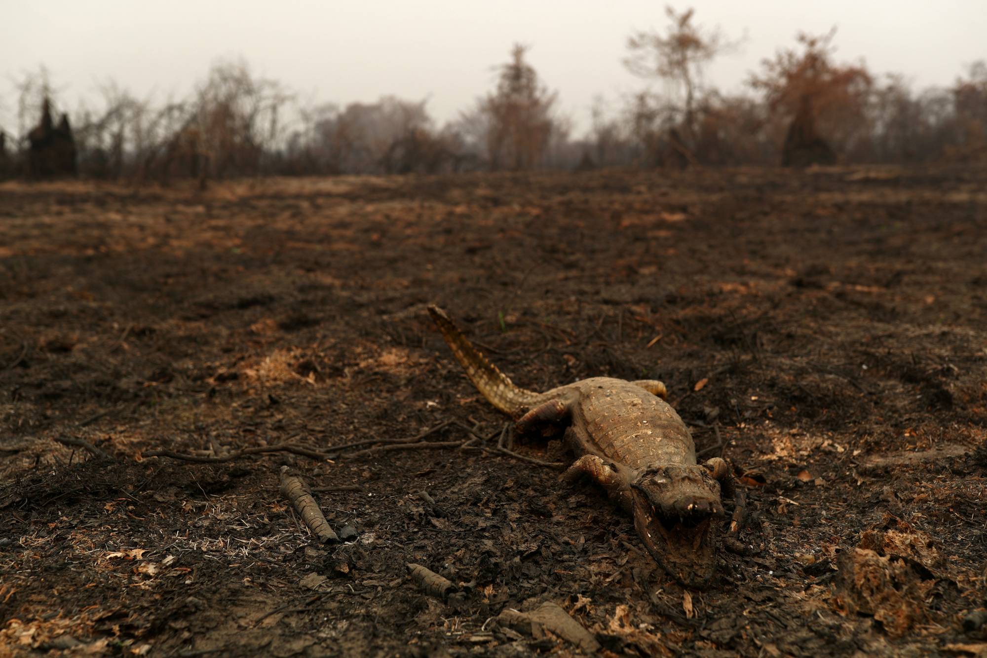 A dead caiman in a burned area of the Pantanal | REUTERS 