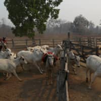 Carlos Augusto Rodrigues, 35, separates cattle with the help of his friend Idalino Menino Pereira, 53, on the ranch where Rodrigues works. | REUTERS 