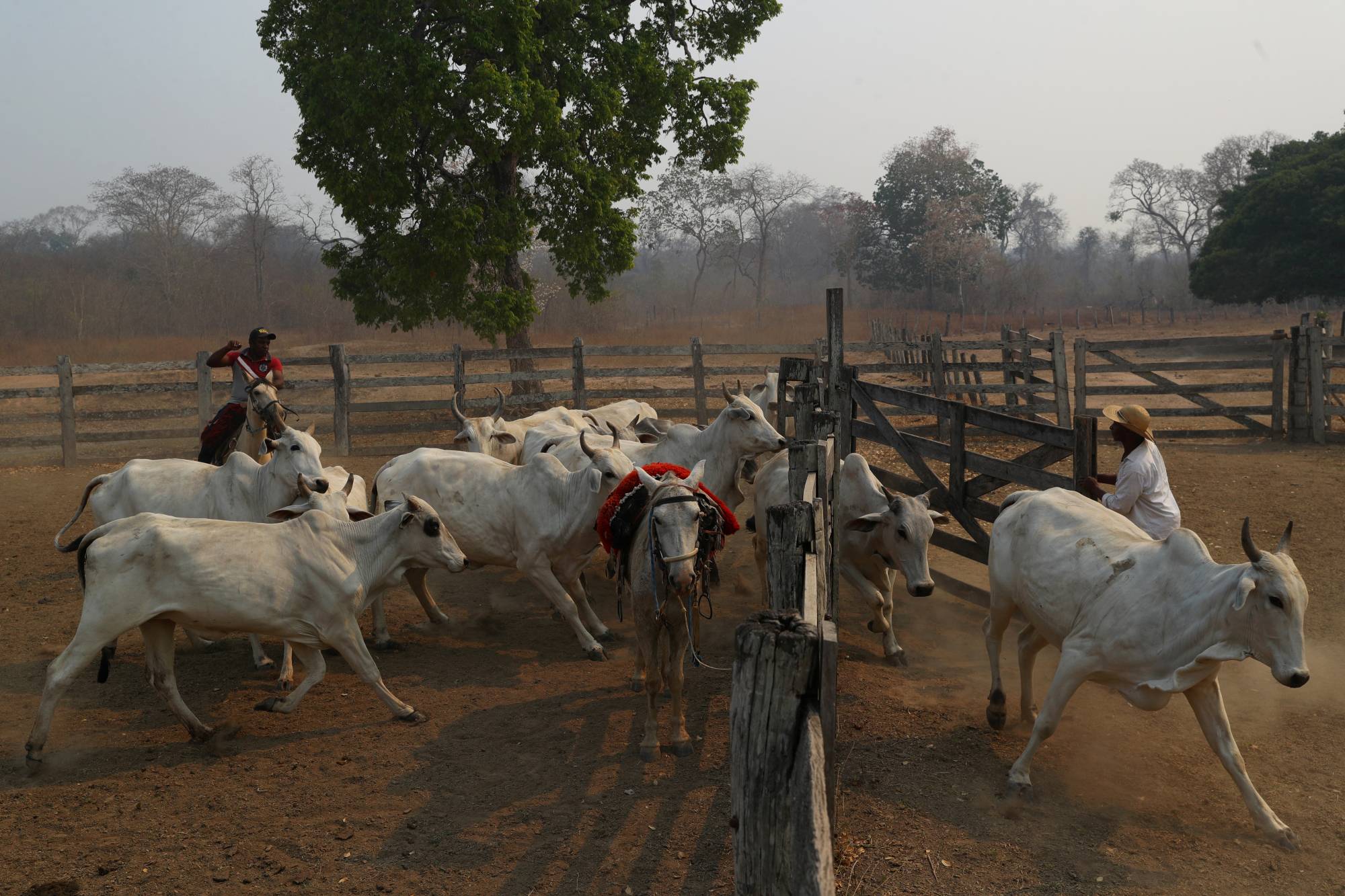 Carlos Augusto Rodrigues, 35, separates cattle with the help of his friend Idalino Menino Pereira, 53, on the ranch where Rodrigues works. | REUTERS 