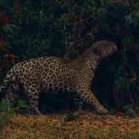 A jaguar rubs itself against vegetation as it walks through smoke from a fire nearby. | REUTERS 