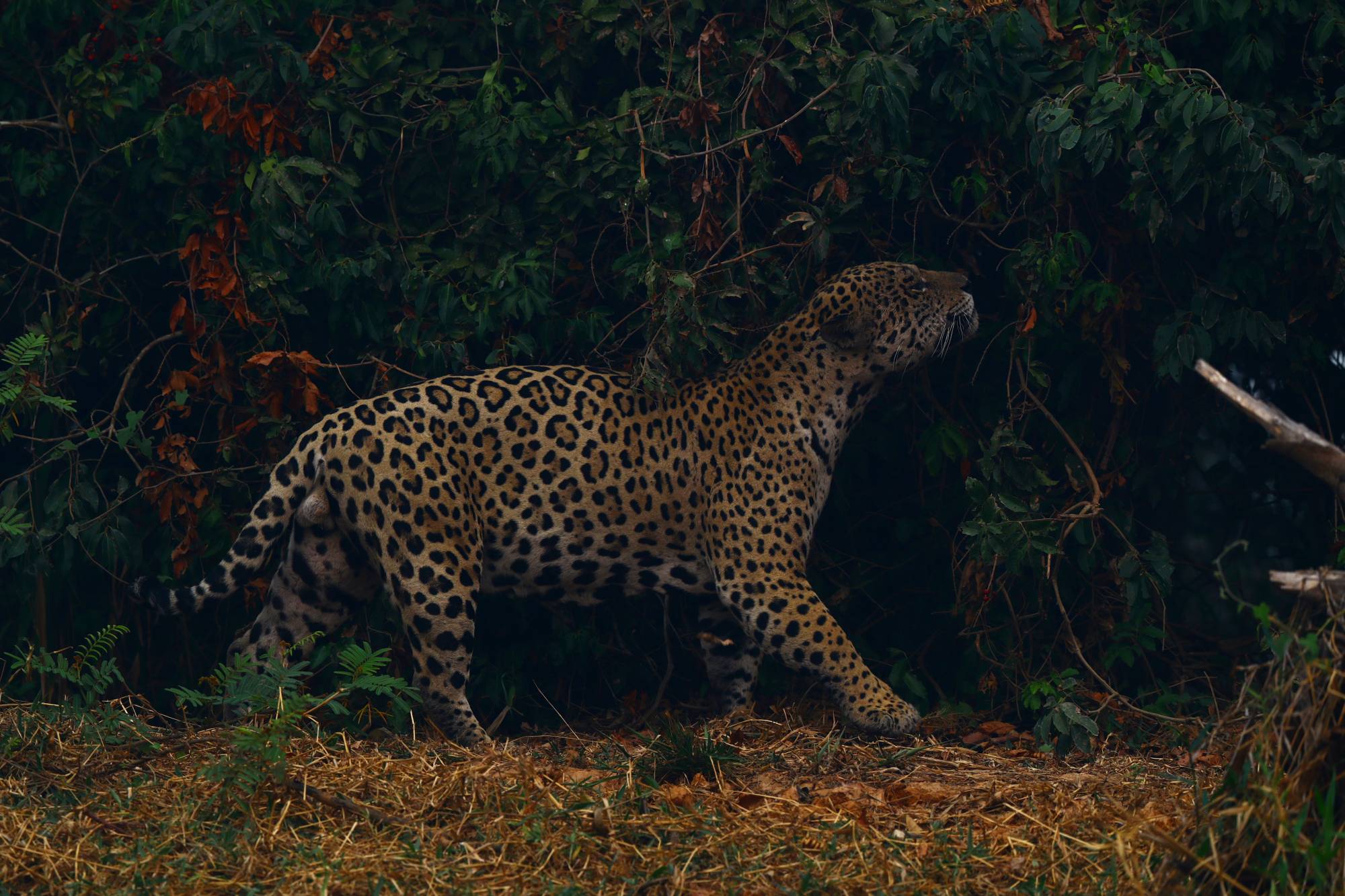 A jaguar rubs itself against vegetation as it walks through smoke from a fire nearby. | REUTERS 
