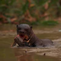 A giant otter eats a fish as it swims in the Cuiaba River. | REUTERS 