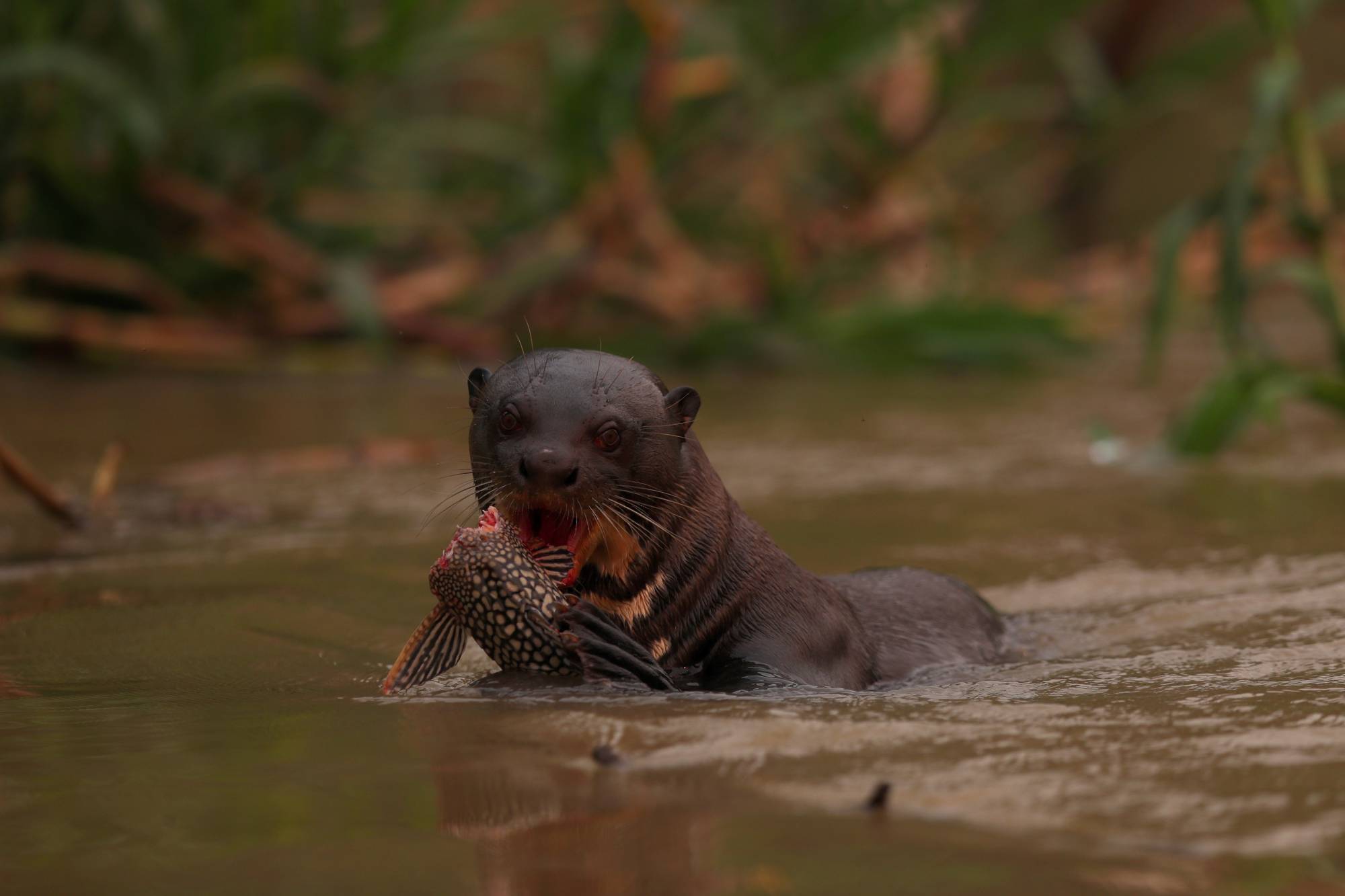 A giant otter eats a fish as it swims in the Cuiaba River. | REUTERS 