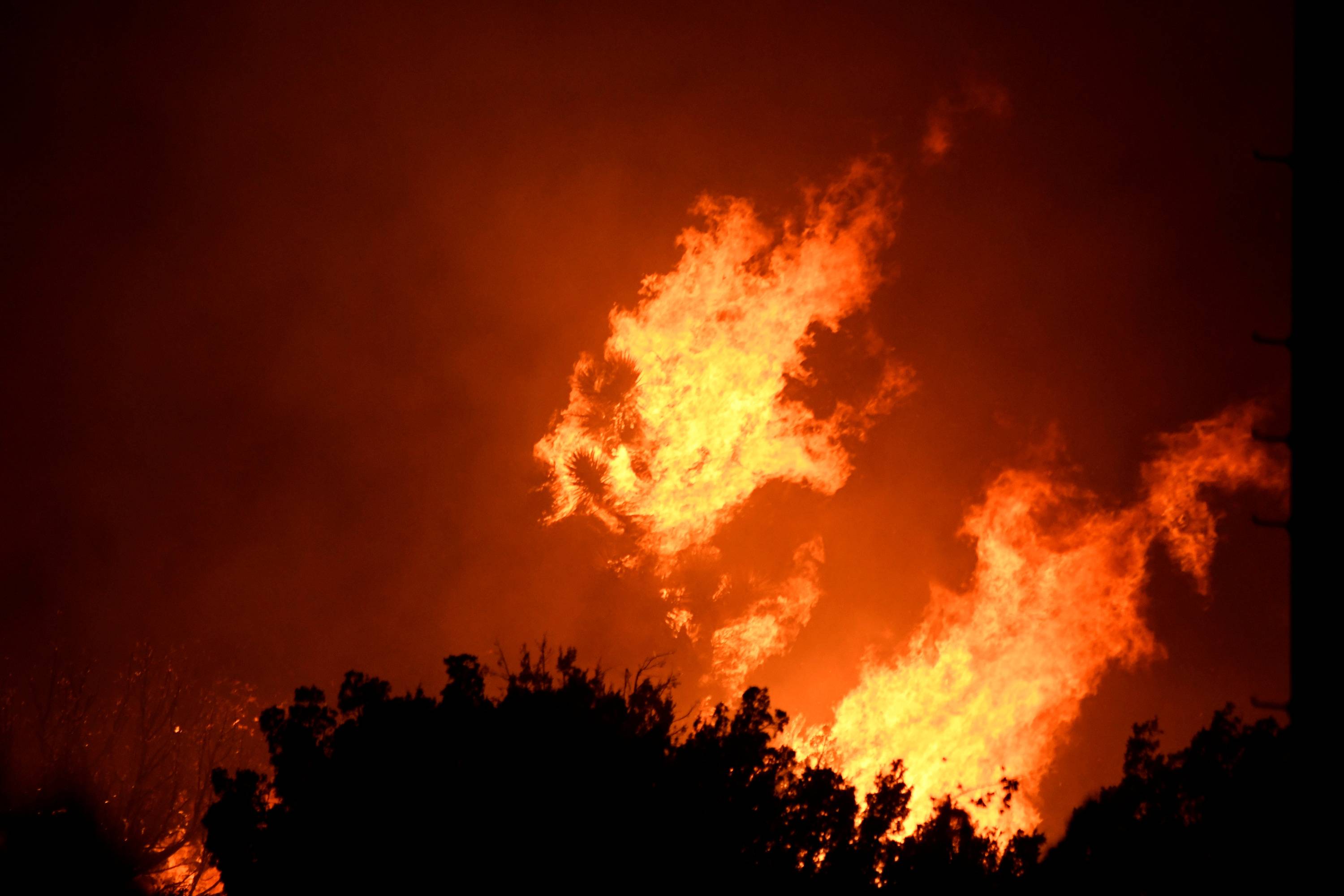 Joshua Trees burn Saturday morning in Juniper Hills, California, on Saturday.  | REUTERS 