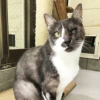 On solid ground: Botamochi likely lost sight in his eye when he was a kitten, but that doesn\'t stop him from having fun.  | MEO KOJIMA
