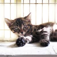 Eye on the ball: Choco is a kitten looking for a place to play.  | JULIE OKAMOTO
