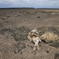 Dead fish are seen as Lake St. Lucia is almost completely dry due to drought conditions in the iSimangaliso Wetland Park, northeast of Durban, South Africa, in 2016. | REUTERS 