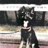 The 2-year-old German shepherd, Kureba-go, was discovered Tuesday, two days after escaping on Mount Nagusa in Hyogo Prefecture | HYOGO PREFECTURAL POLICE / VIA KYODO