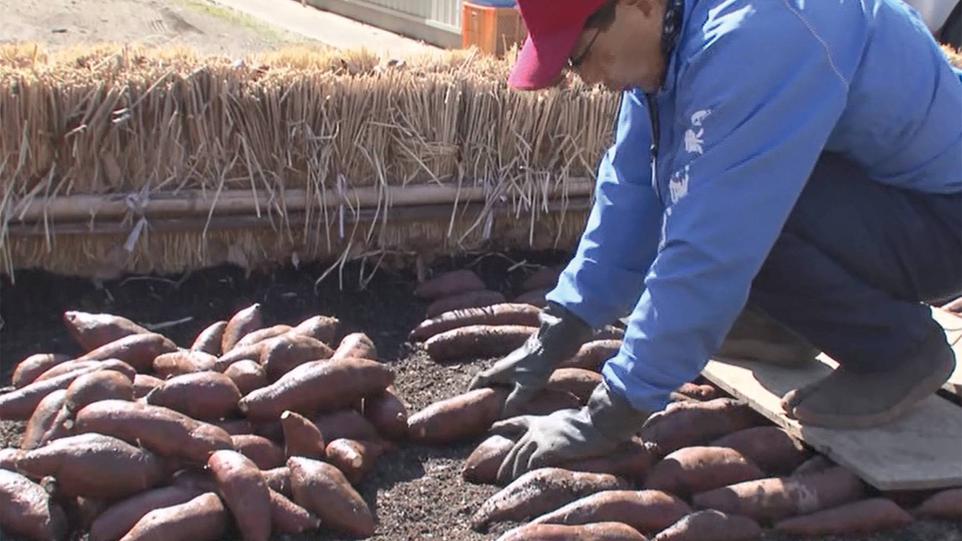 A documentary titled 'Seeds Belong to Who?' stresses how specialized seed production actually is in Japan. | COURTESY OF KIROKUBITO