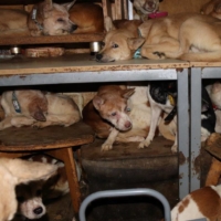 Dozens of dogs that an animal rights group said were malnourished and infected by parasites are crammed inside a tiny house in Izumo, Shimane Prefecture, on Oct. 19. | DOUBUTUKIKIN / VIA REUTERS