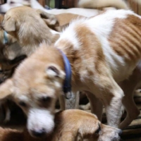Dozens of dogs that an animal rights group said were malnourished and infected by parasites are crammed inside a tiny house in Izumo, Shimane Prefecture, on Oct. 19. | DOUBUTUKIKIN / VIA REUTERS