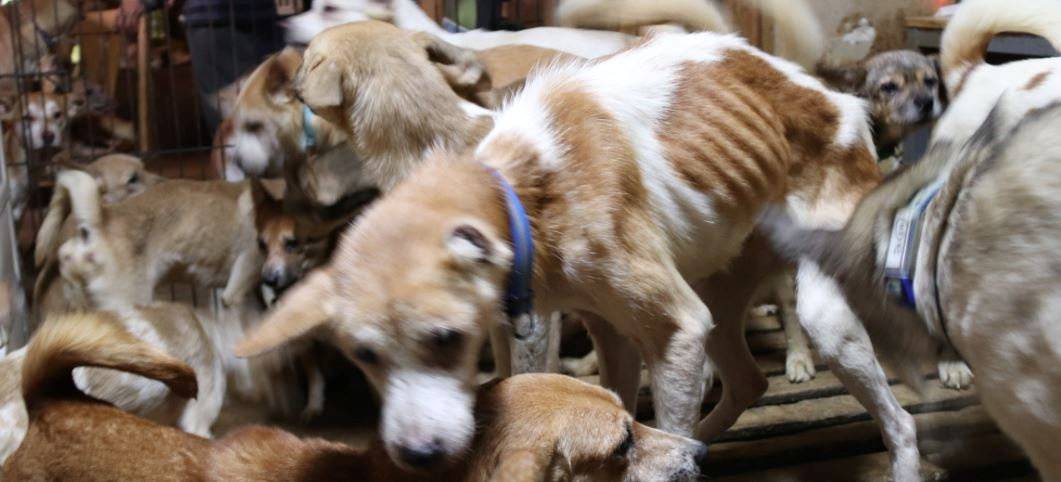 Dozens of dogs that an animal rights group said were malnourished and infected by parasites are crammed inside a tiny house in Izumo, Shimane Prefecture, on Oct. 19. | Doubutukikin / via REUTERS