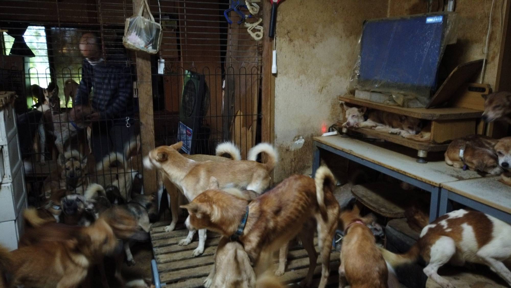 Dozens of dogs that an animal rights group said were malnourished and infected by parasites are crammed inside a tiny house in Izumo, Shimane Prefecture, on Oct. 19. | Doubutukikin / via REUTERS