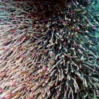 Tube worms cover a sulfide chimney deep underwater in the Pacific Ocean. To the untrained ear, a hydrothermal vent generates a viscous, muffled burbling that recalls an ominous pool of magma or a simmering pot of soup. | NOAA / VIA THE NEW YORK TIMES
