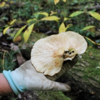 Expert advice: Mushroom foraging pro Ikuko Sato explains how to distinguish this edible hiratake (oyster mushroom) from its poisonous look-alike. | CHIARA TERZUOLO
