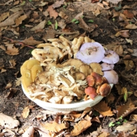 Grab a basket: Yamagata Prefecture’s climate is perfectly suited for mushrooms to flourish, and foraging in autumn can be quite lucrative | CHIARA TERZUOLO
