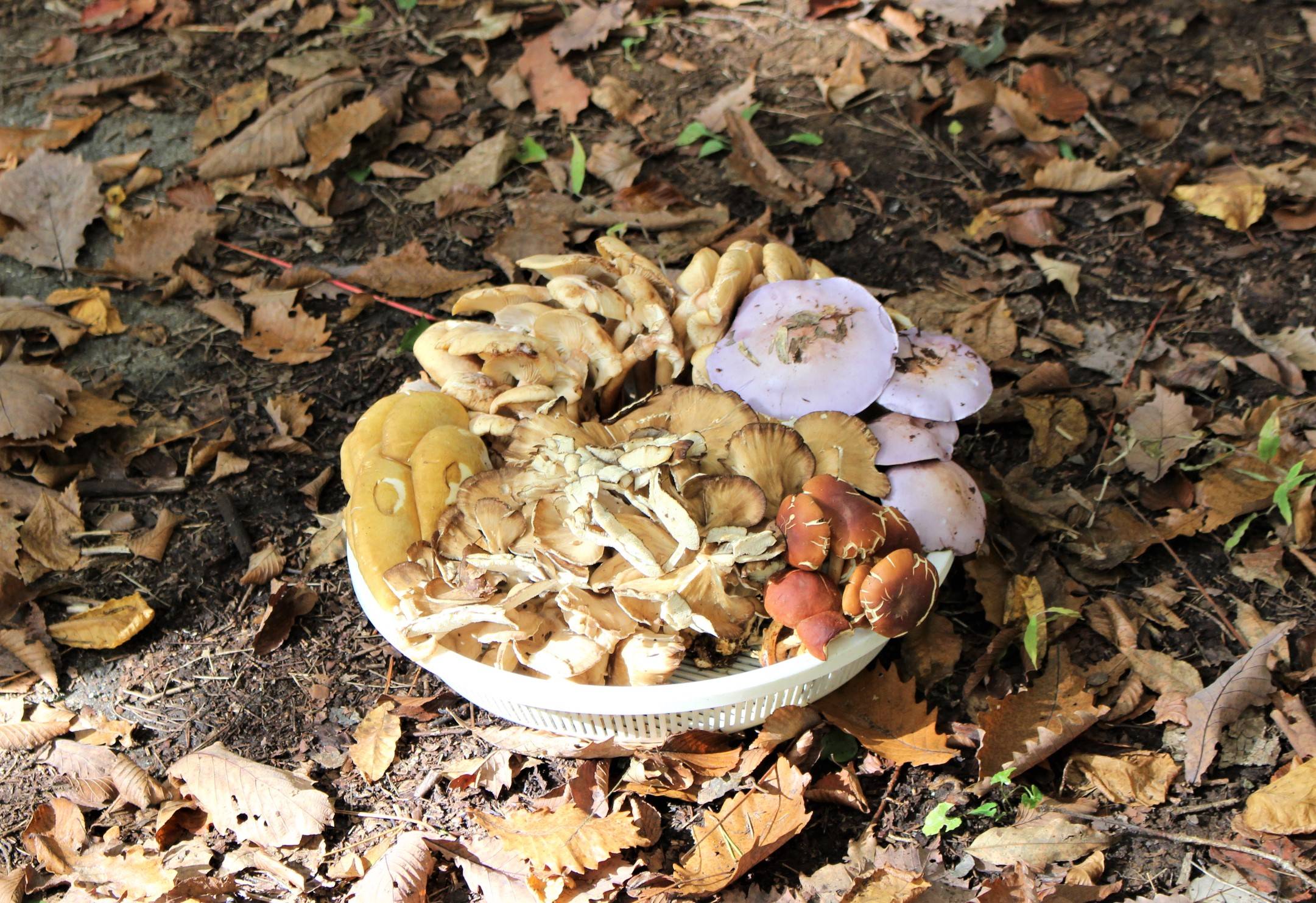 Grab a basket: Yamagata Prefecture’s climate is perfectly suited for mushrooms to flourish, and foraging in autumn can be quite lucrative | CHIARA TERZUOLO