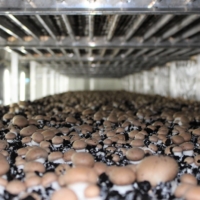 Shroom to grow: Mitsuyoshi Nagasawa grows brown and white mushrooms in organic peat in domed growing houses at Funagata Mushroom. | CHIARA TERZUOLO
