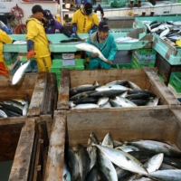 Fishermen unload and sort out yellowtails by size at the Osatsube fishing port in Hakodate, Hokkaido, in October. | HOKKAIDO SHIMBUN
